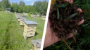 «Принесли отравы в улей и мрут»: на нескольких новосибирских пасеках случилась массовая гибель пчел