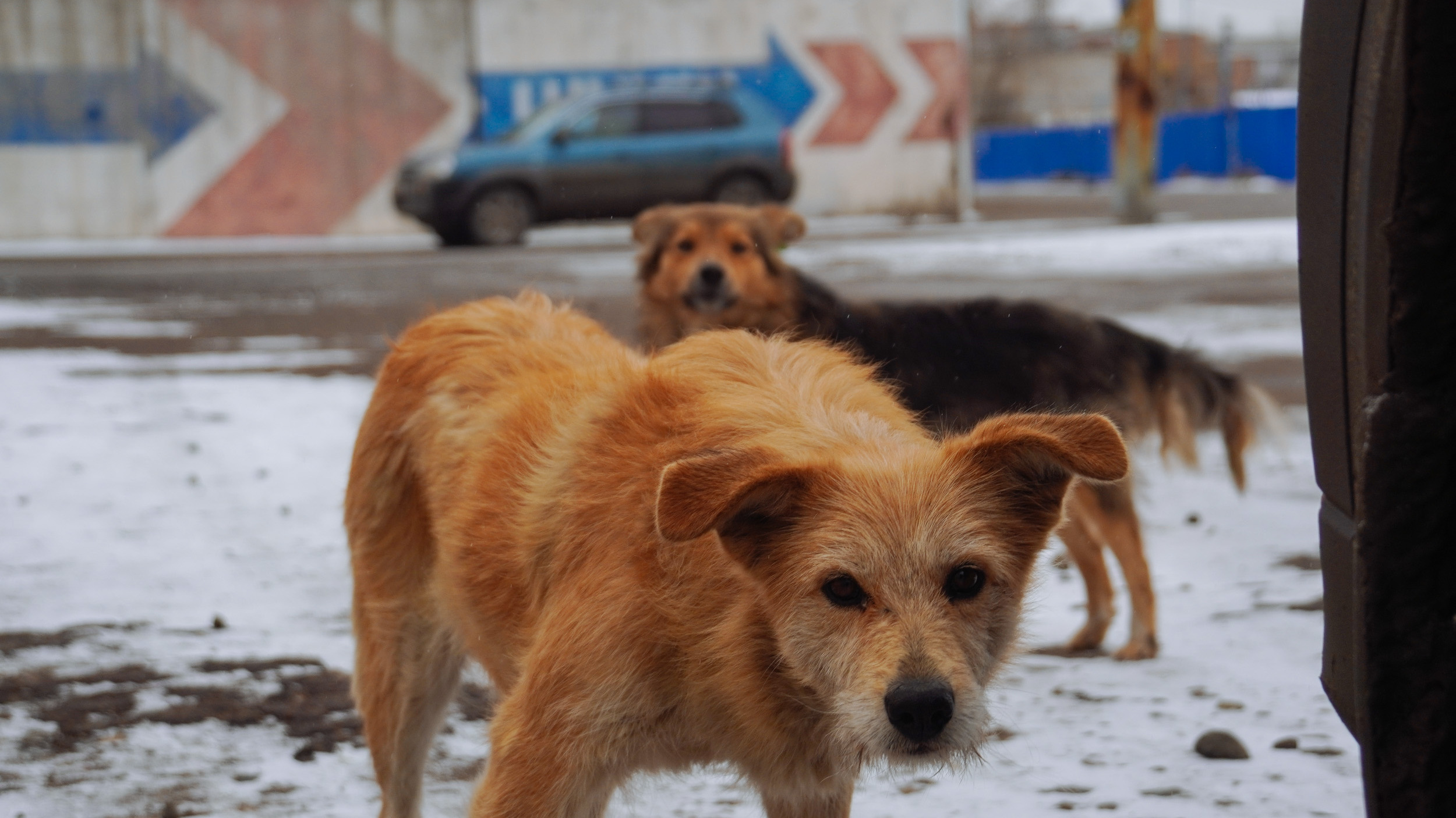 В Советском районе бродячие собаки чуть не загрызли мужчину. Местная мэрия заявляет, что денег на отлов нет