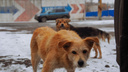 Стаи бродячих собак в России продолжают нападать на детей — почему не работает закон о бездомных животных