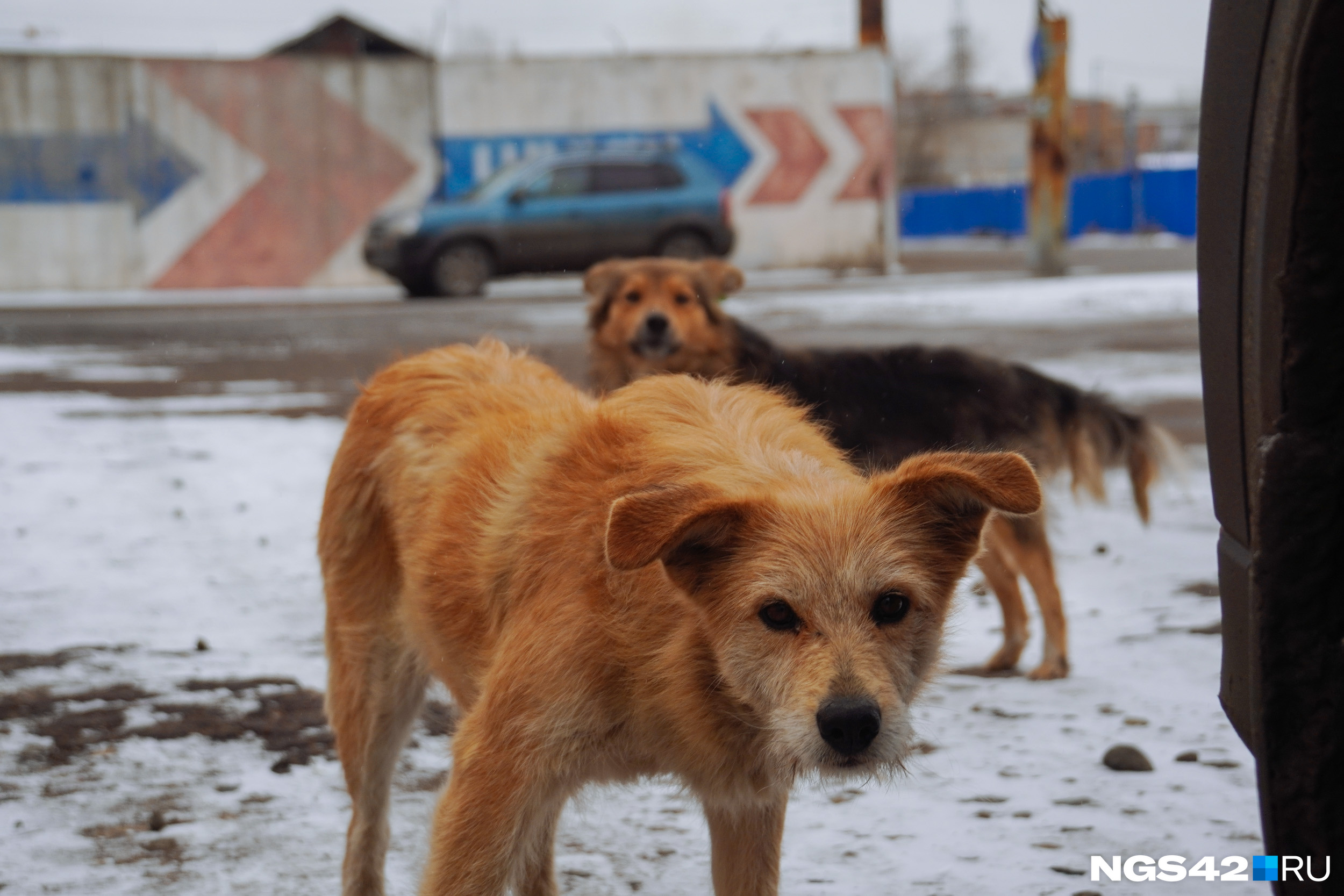 Стаи бродячих собак в России продолжают нападать на детей — почему не  работает закон о бездомных животных | 21.12.2023 | Архангельск - БезФормата