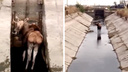 В Самарской области лось застрял в оросительном канале