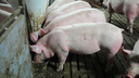 Забили свиней и продали мясо: с необычной просьбой жена мобилизованного обратилась к власти