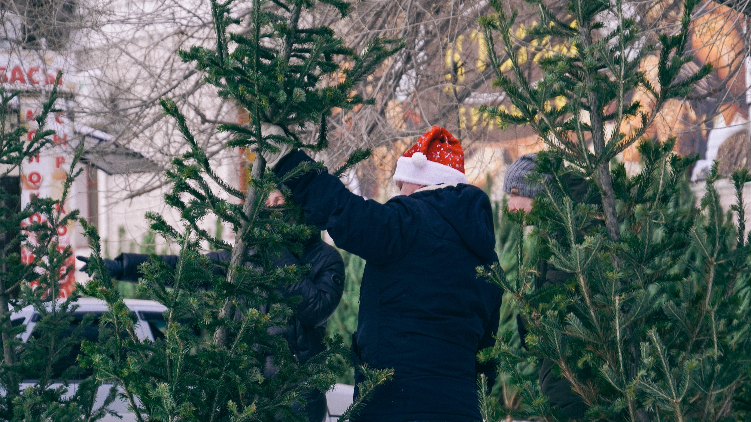 В Москве заработали пункты приема новогодних елок. Список