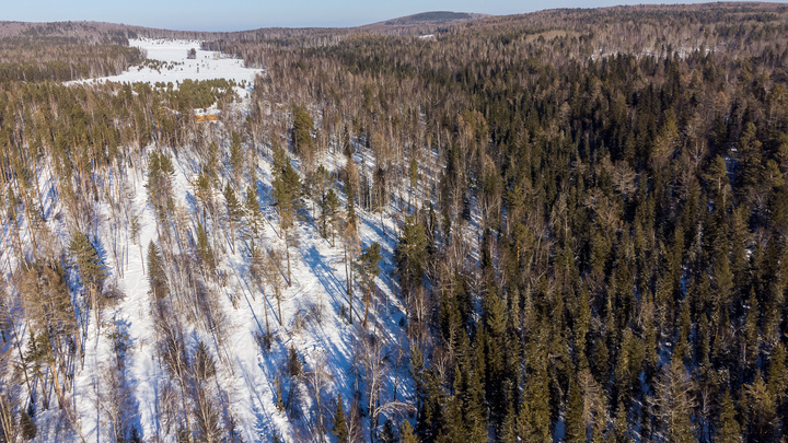 После скандала с вырубкой леса под Красноярском весной там пересчитают все деревья