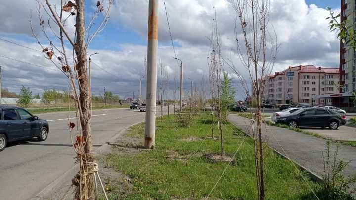 В мэрии Челябинска рассказали, сколько засохших деревьев заменят в этом году