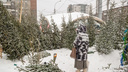 В тайге спилили елочку. Новогодние ели подорожали в Новосибирске — обзор мест и цен (мы нашли даже пихты бизнес-класса)