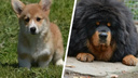 «Золотые» пушистики: публикуем топ самых дорогих собак Самары