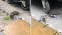 «Много шума, результата нет»: уже месяц депутаты борются с крысами в архангельском дворе