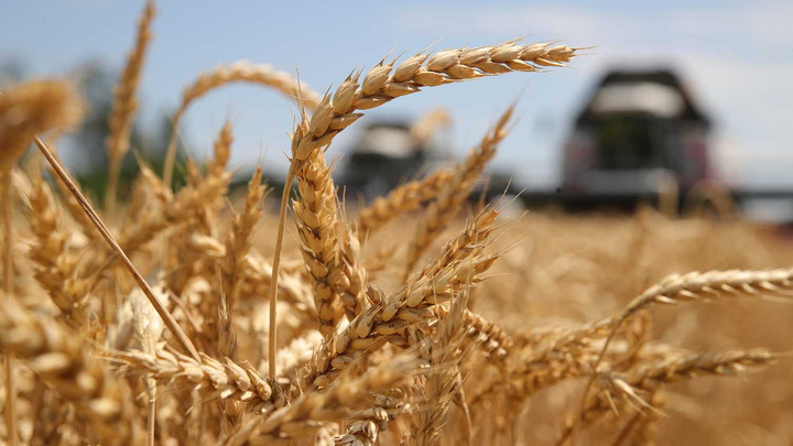 Есть проблемы с логистикой, семенами и удобрениями: чем грозит российским аграриям мировой кризис на рынке зерна