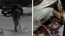 Северяне собрали деньги на кремацию собак, которых нашли мертвыми на помойке в Архангельске