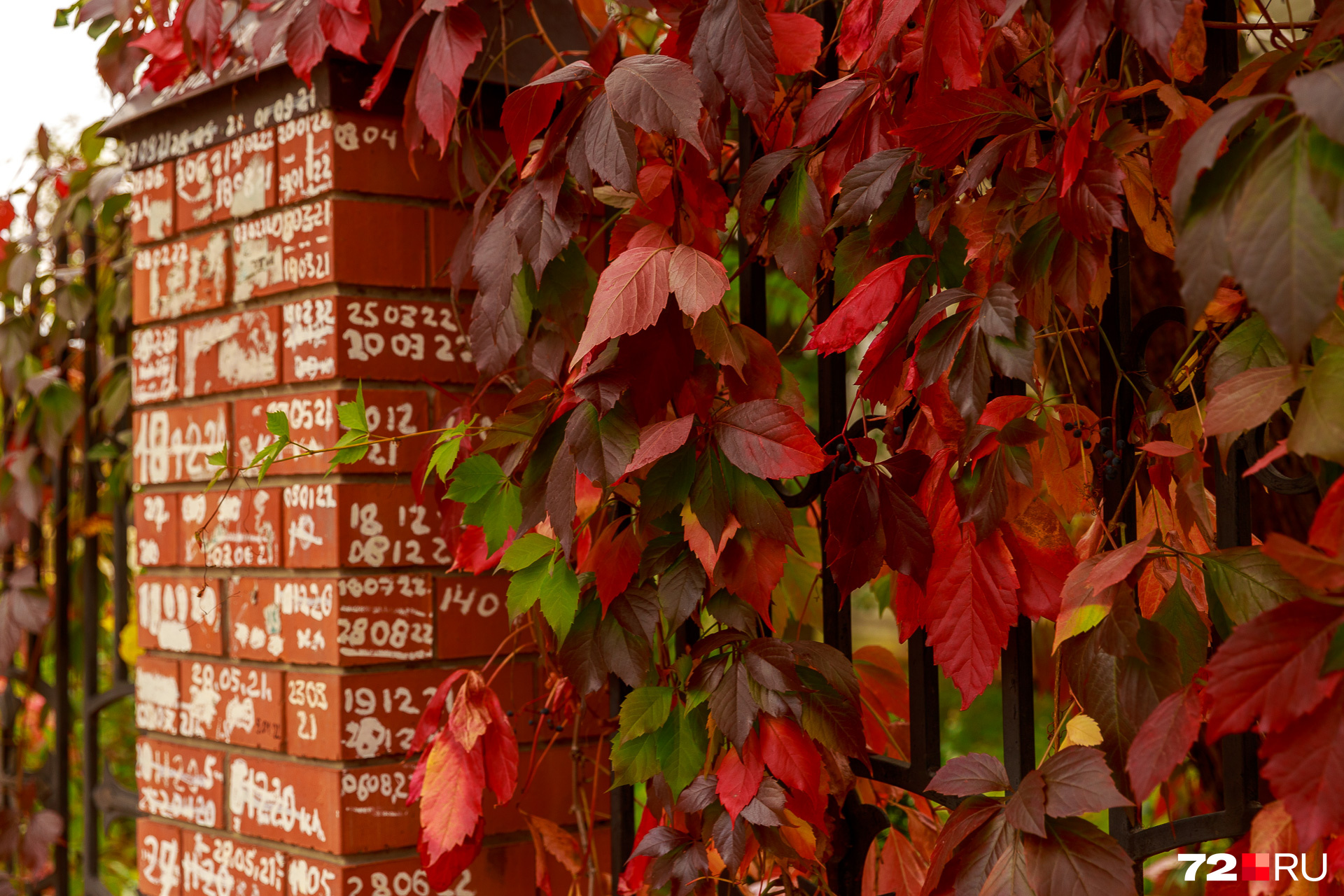 Красные листья выглядят невероятно притягательно. Эти, например, украшают собой массивные кирпичные ворота