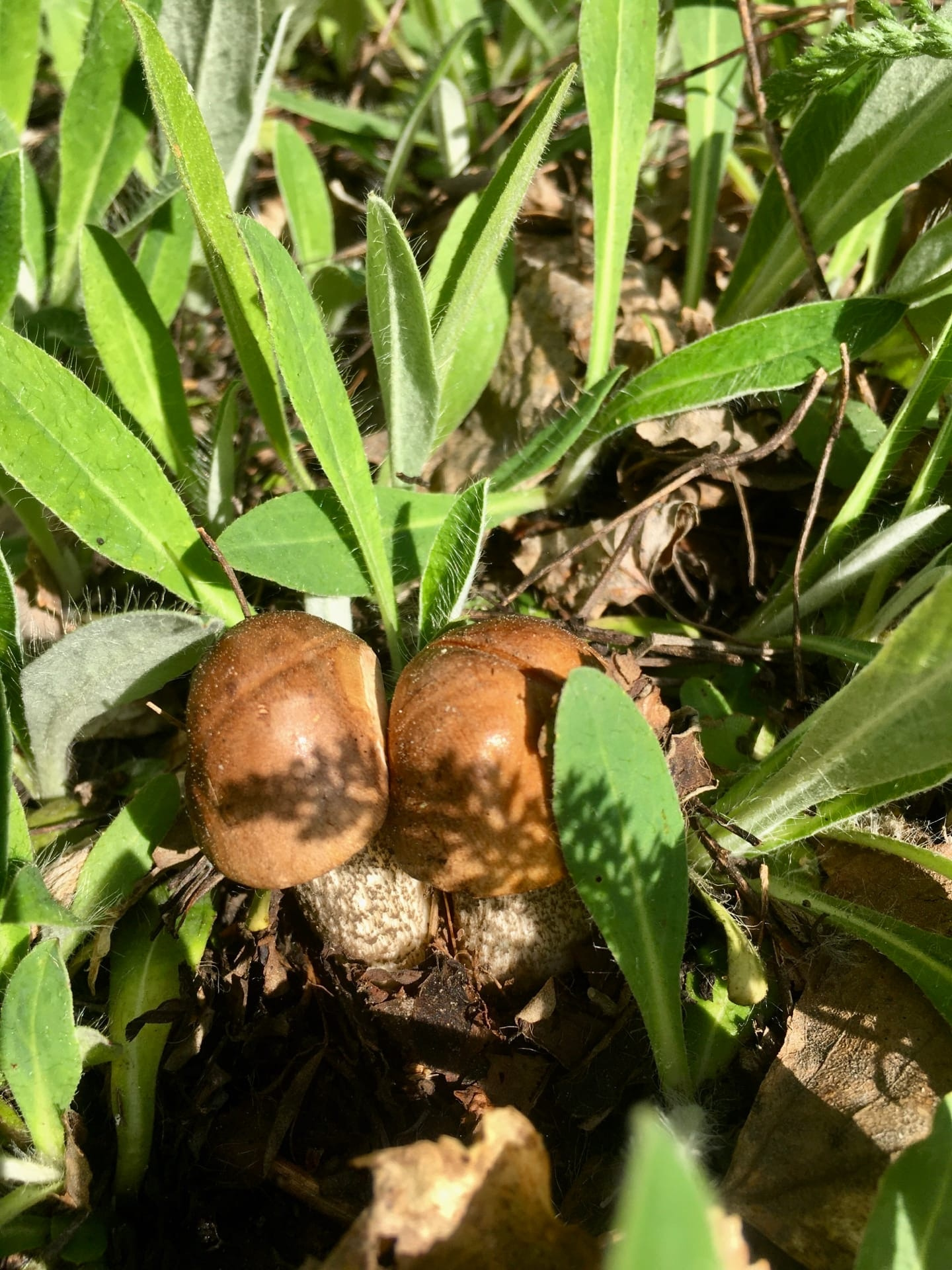даже двойные грибы попадаются в наших лесах