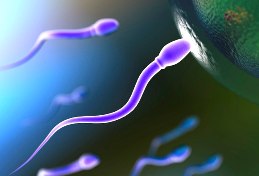 Здоровый сперматозоид имеет правильную форму, не деформированную головку. Он без дефектов шейки и хвоста