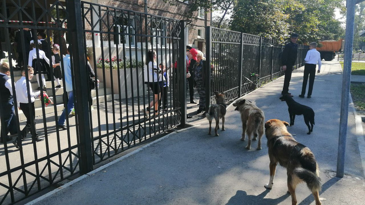 Мэрия Иркутска прокомментировала ситуацию со стаей собак во время линейки у школы-интерната № 13