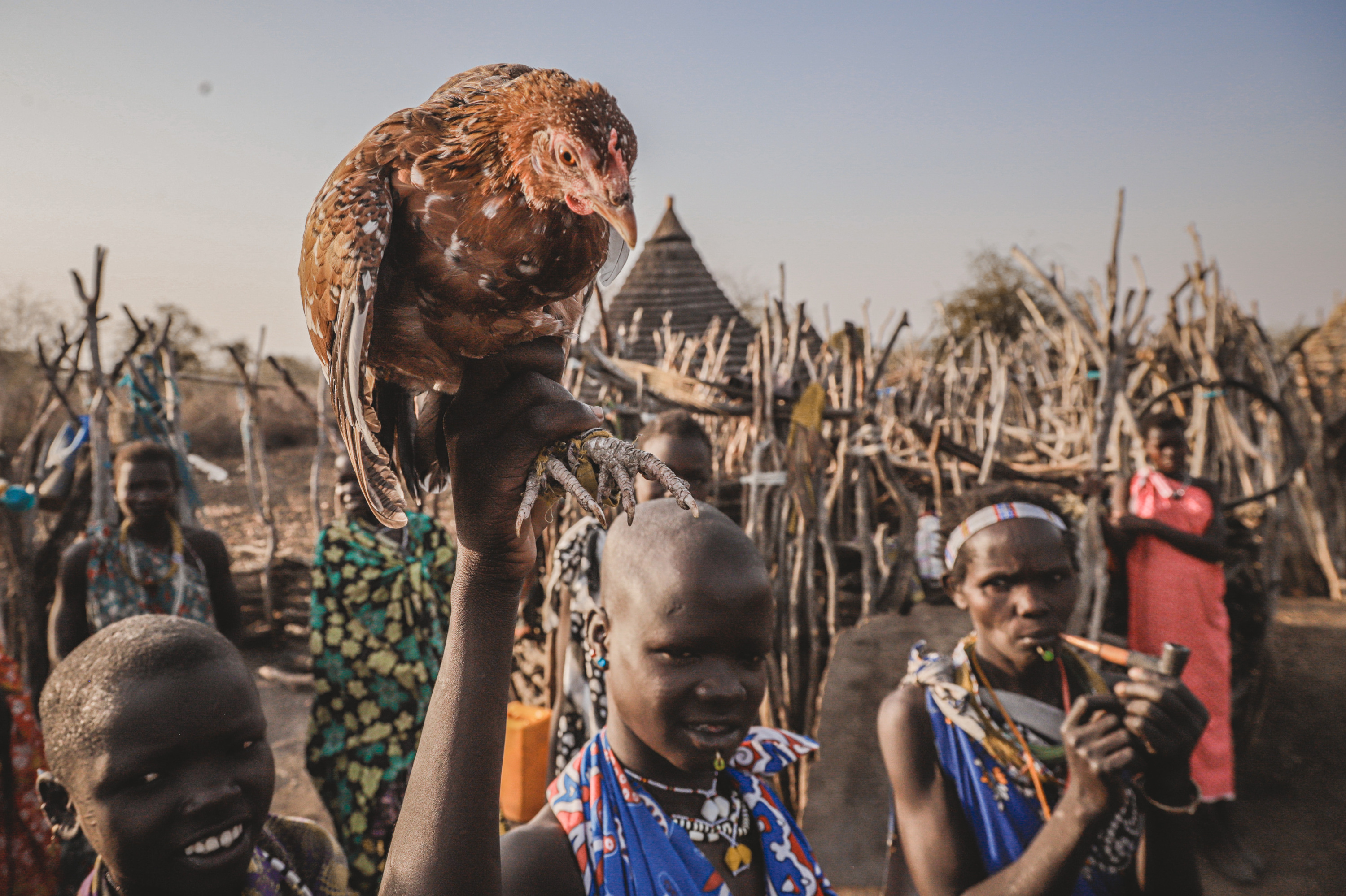 В племенах разводят куриц