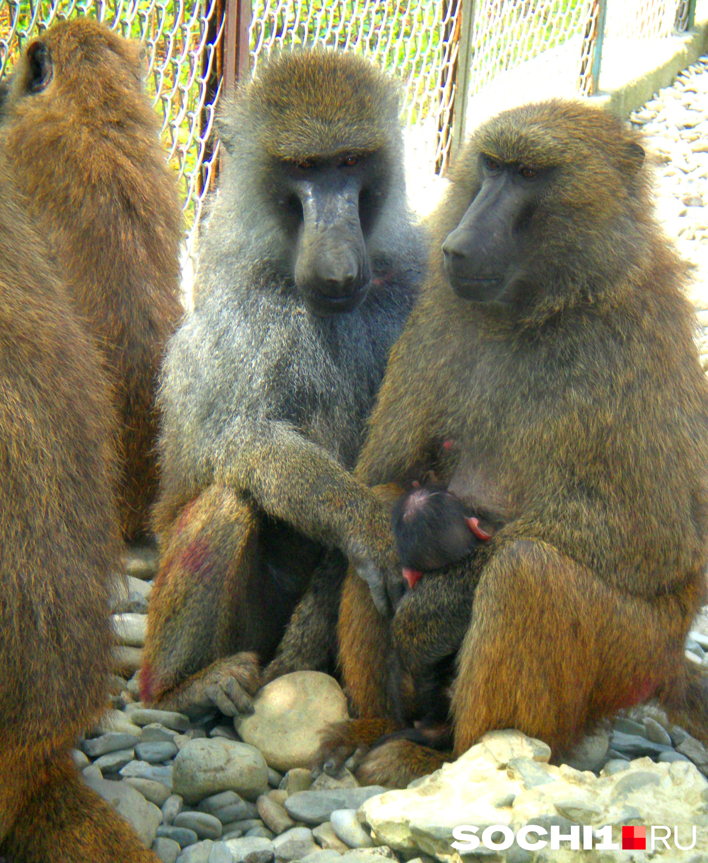 Семья павианов с новорожденным детенышем