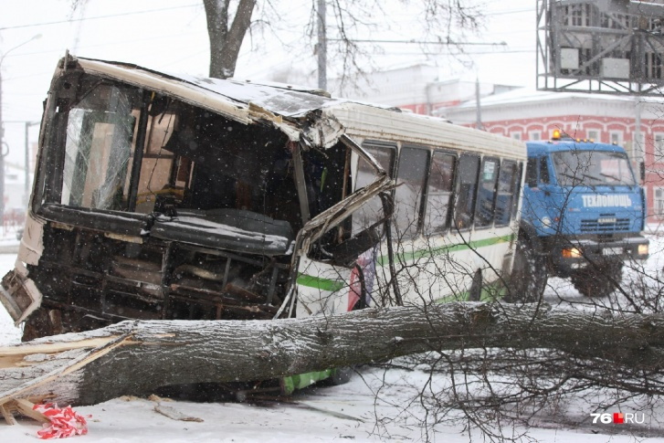 Автобус не затормозил перед деревом