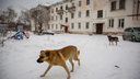 Глава СК РФ поручил проверить власти Барабинска из-за 13 нападений бездомных собак