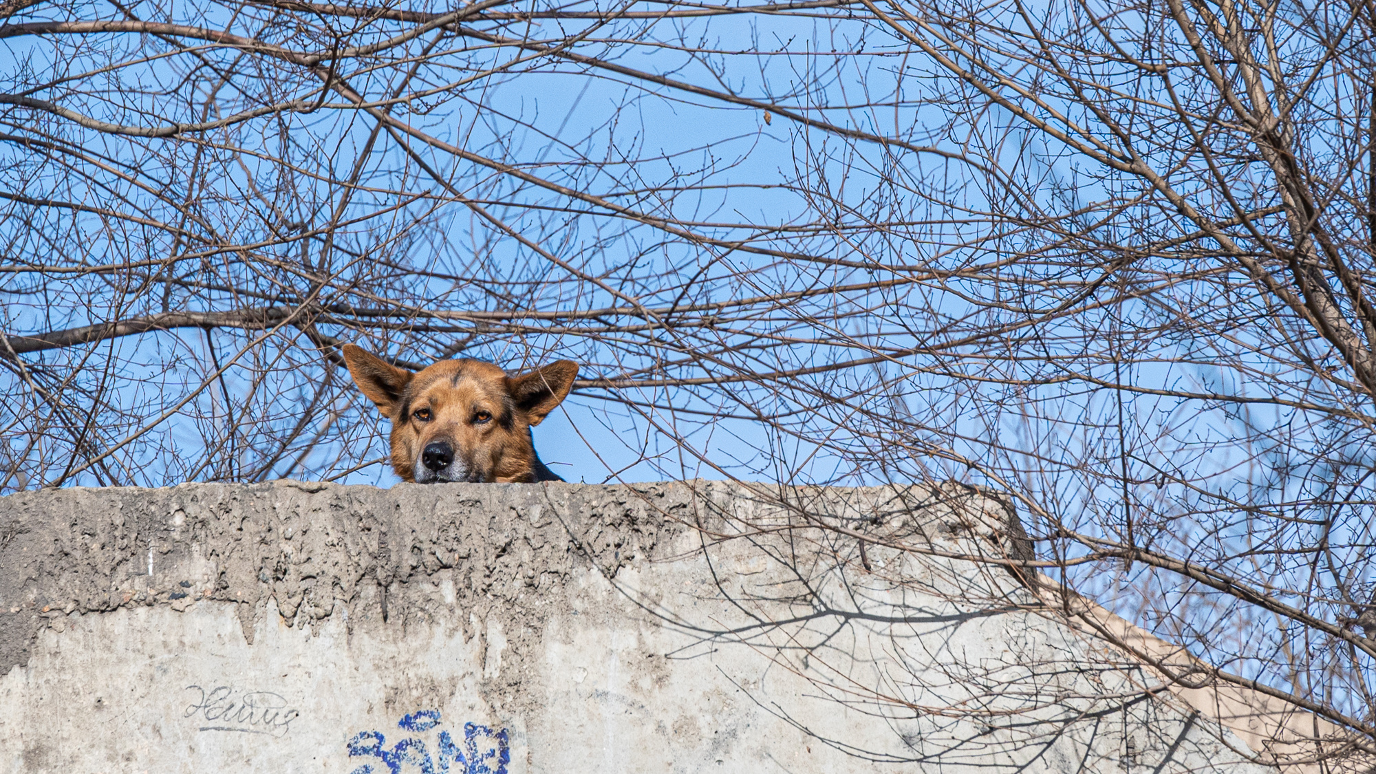 В Самарской области будут давать по 14,8 тысячи рублей за отлов одной собаки