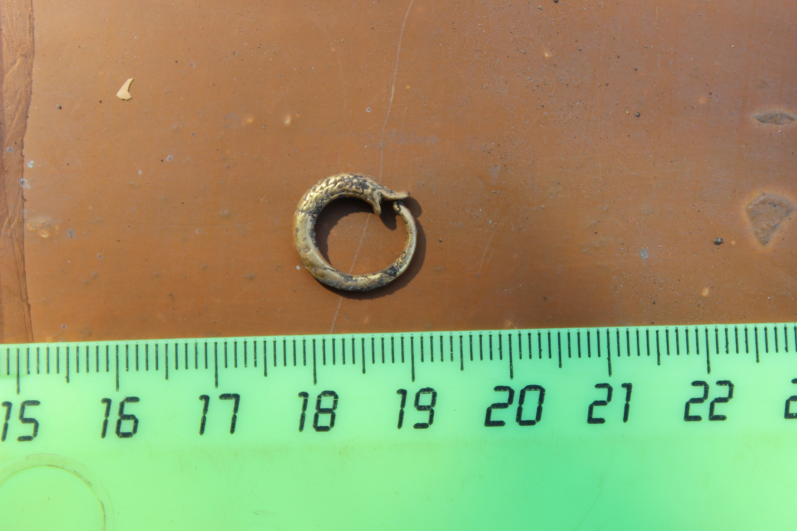 Кольцо в виде уробороса, обнаруженное в Тарском районе