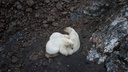 Фотограф из Новосибирска сделал снимки белых медведей, которые живут на краю Евразии