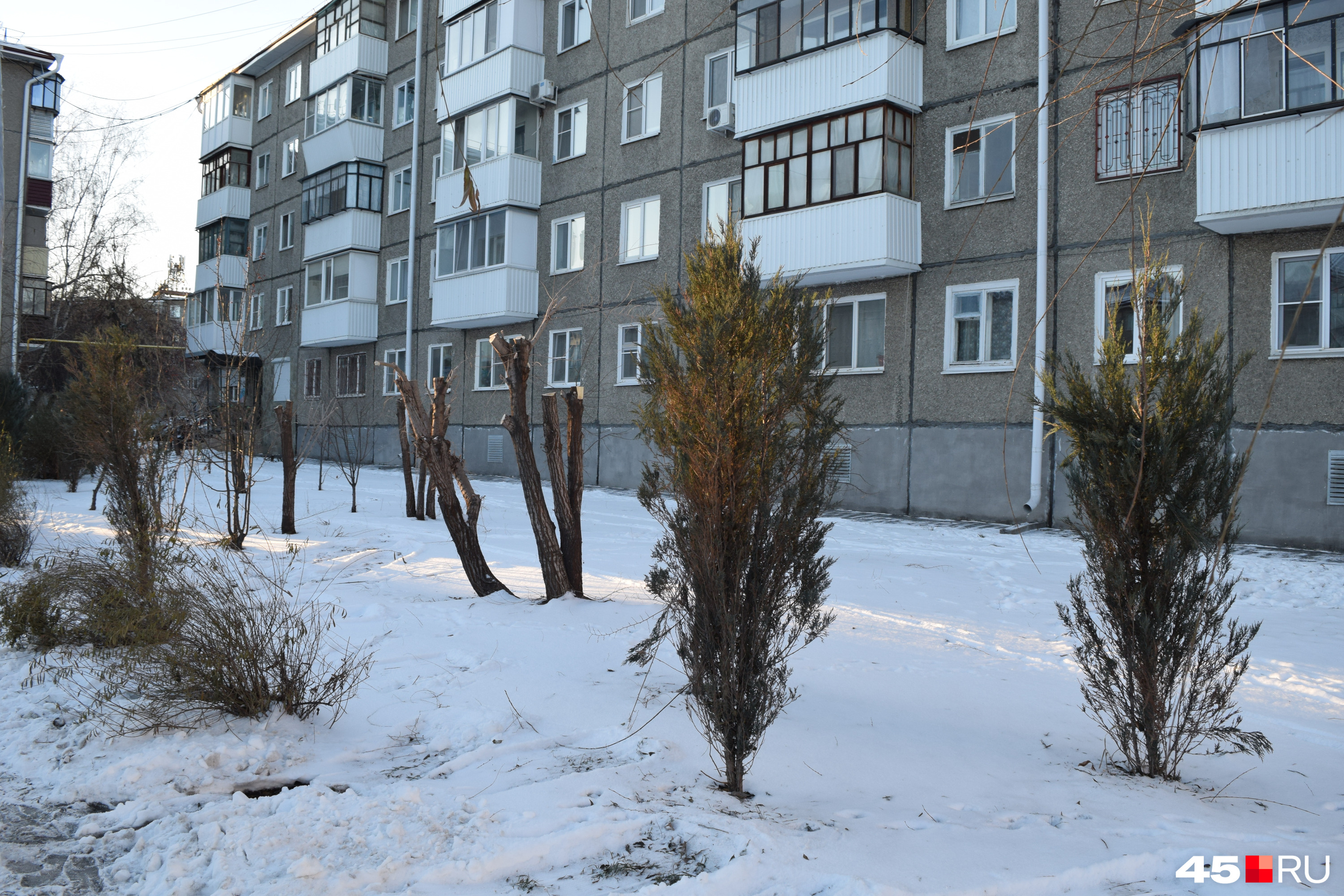 Деревья сильно обрезали в сквере