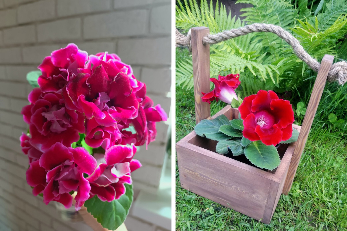Глоксиния Корина - роскошное растение для домашнего цветочного сада