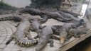 В Батайске убрали все ловушки для крокодила, но не прекратили поиски