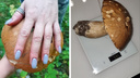 Огромный белый гриб в полкилограмма нашли под Новосибирском