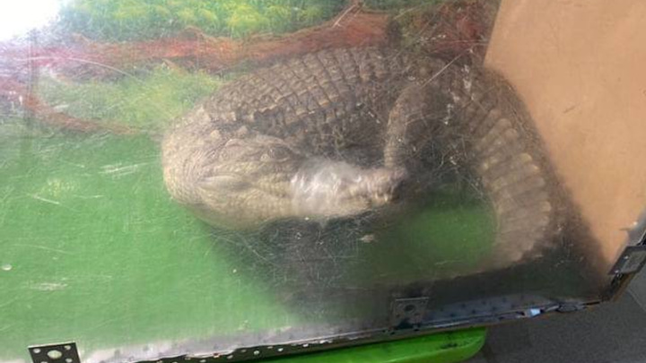 Крокодилу перетянули пасть скотчем: прокуратура проверяет скандальную зоовыставку в Зеленодольске