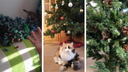 Елки и коты: как готовятся к новому году питомцы новосибирцев — праздничные и забавные фото