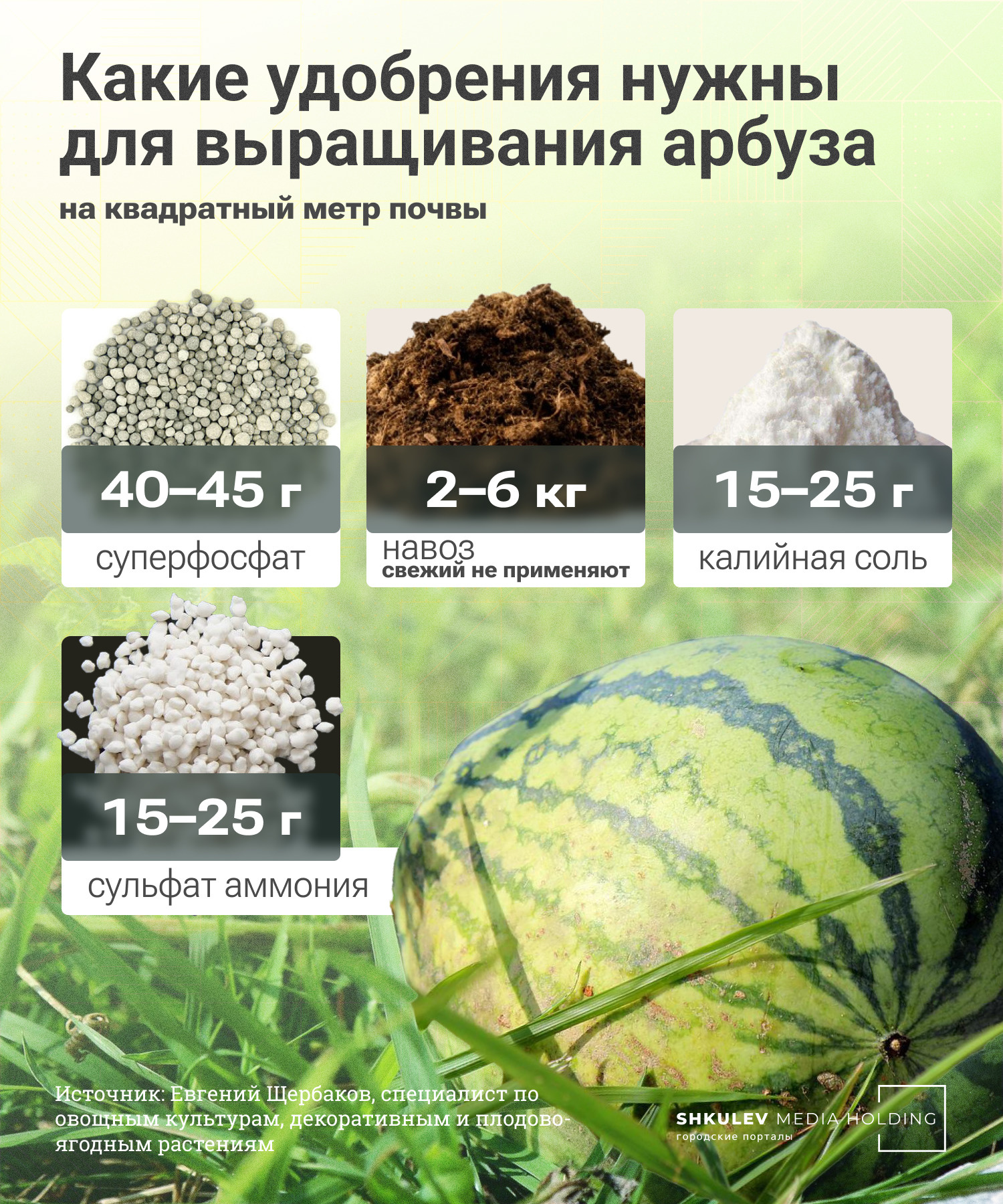 Вкусные дыни и арбузы своими руками: как вырастить бахчу в огороде - 16июня 2022 - chita.ru