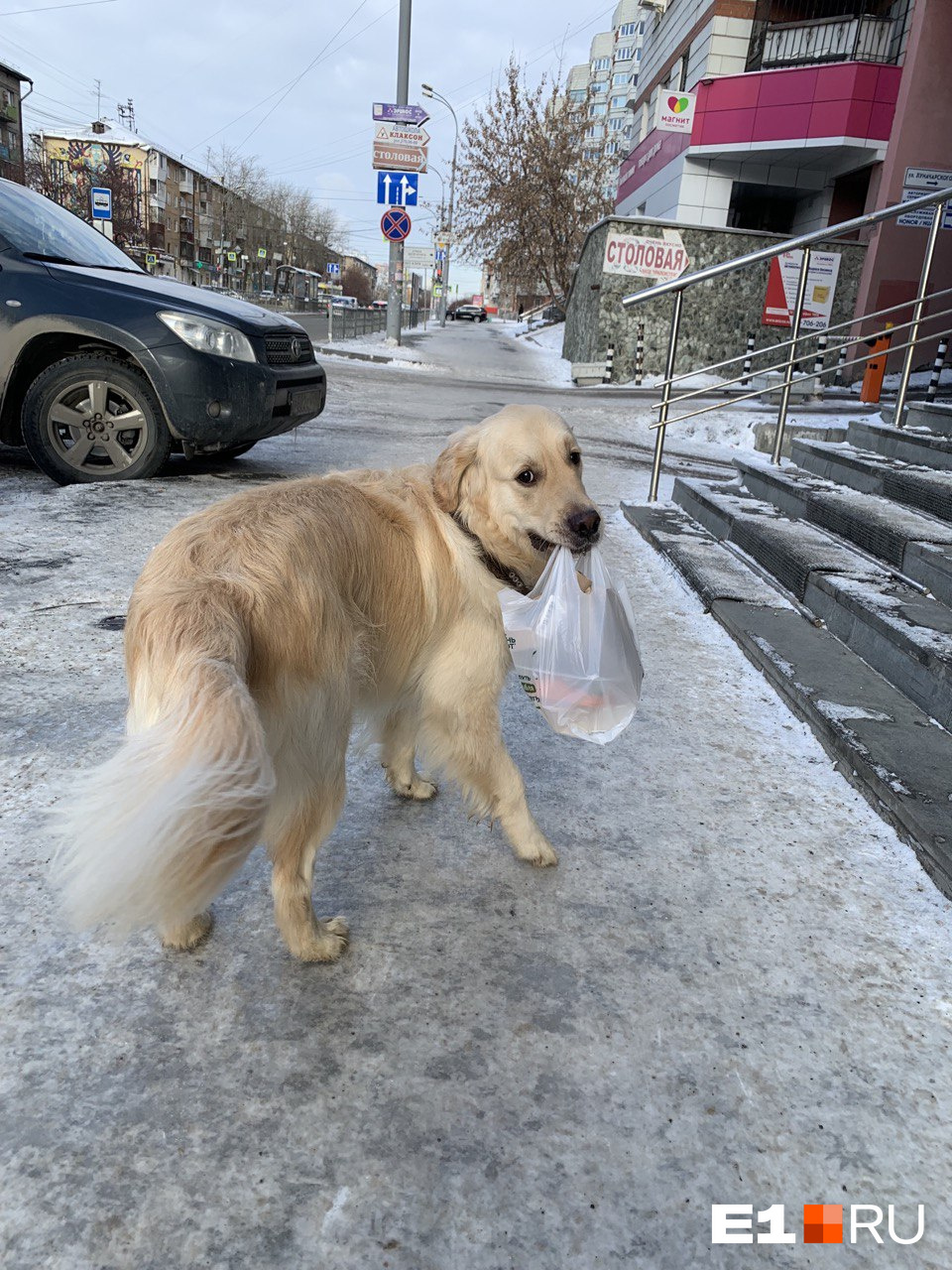 В Екатеринбурге очень умный пес носит домой продукты и посылки. Мы нашли его хозяйку