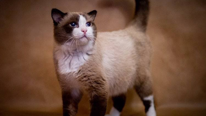 Да он при Ельцине жил! Сиамский кот из Тюменского района попал в Книгу рекордов России