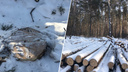 В лесу под Новосибирском обнаружили вырубку <nobr class="_">деревьев —</nobr> как ее оценивают в Минприроды