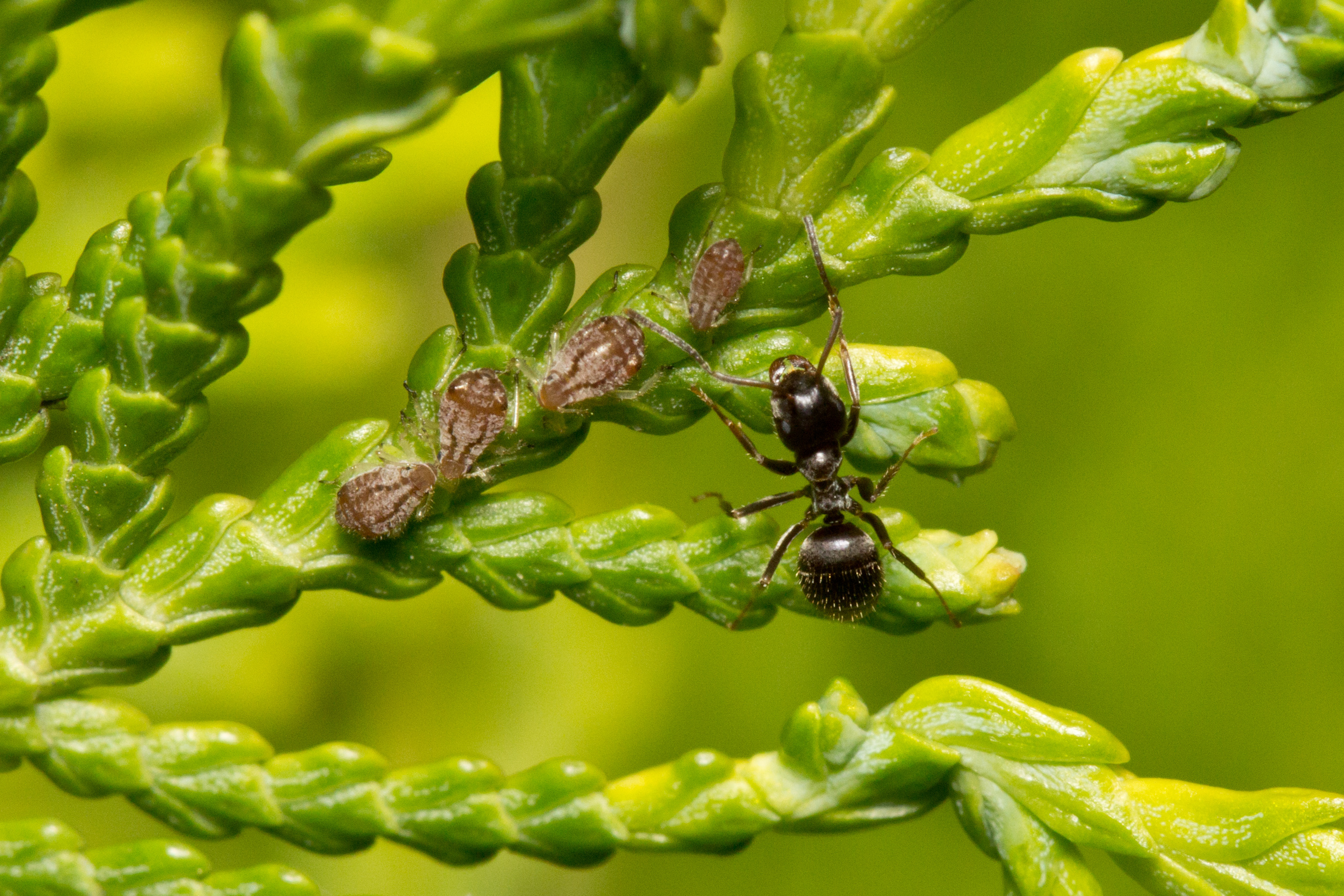 Как избавиться от тли в огороде навсегда, применение борной кислоты вогороде, как бороться с муравьями на огороде июнь 2022 года - 17 июня 2022- chita.ru