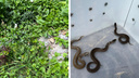 В центре Академгородка нашли несколько ядовитых змей — они поселились на клумбе возле дома