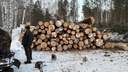 В лесу у Нижней Ельцовки начали вырубать деревья — видео с места