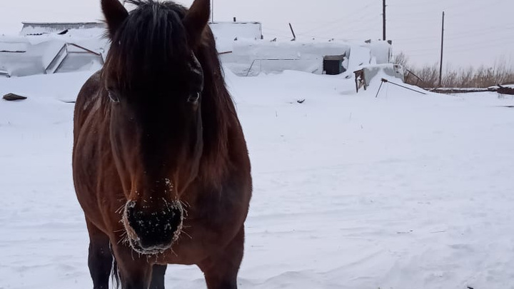 Оставленного в Игарке коня вывезут самолетом в Красноярск