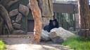 Элитные берлоги: в новосибирском зоопарке открыли новые вольеры для бурых и гималайских медведей
