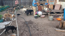 Владельцев незаконного приюта для животных в Чите проверят на жестокое обращение с питомцами
