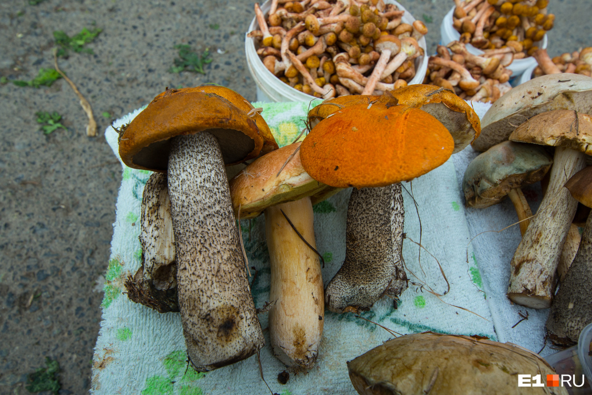В лесах Урала растут загадочные грибы — гигантские сумзики. Что с ними не так?