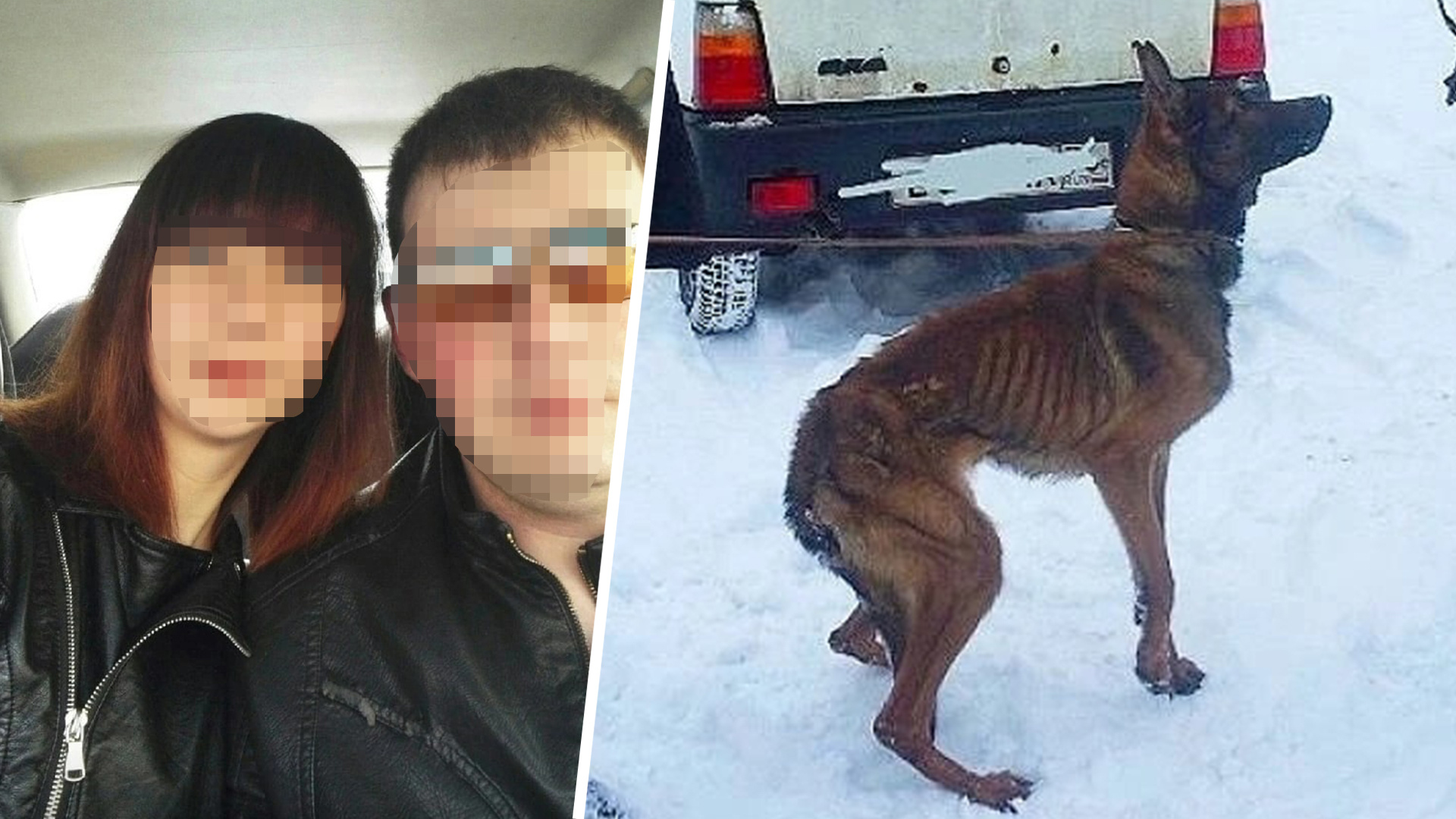 «Скотина хвостатая»: в Ярославской области сотрудницу полиции обвинили в издевательствах над собакой