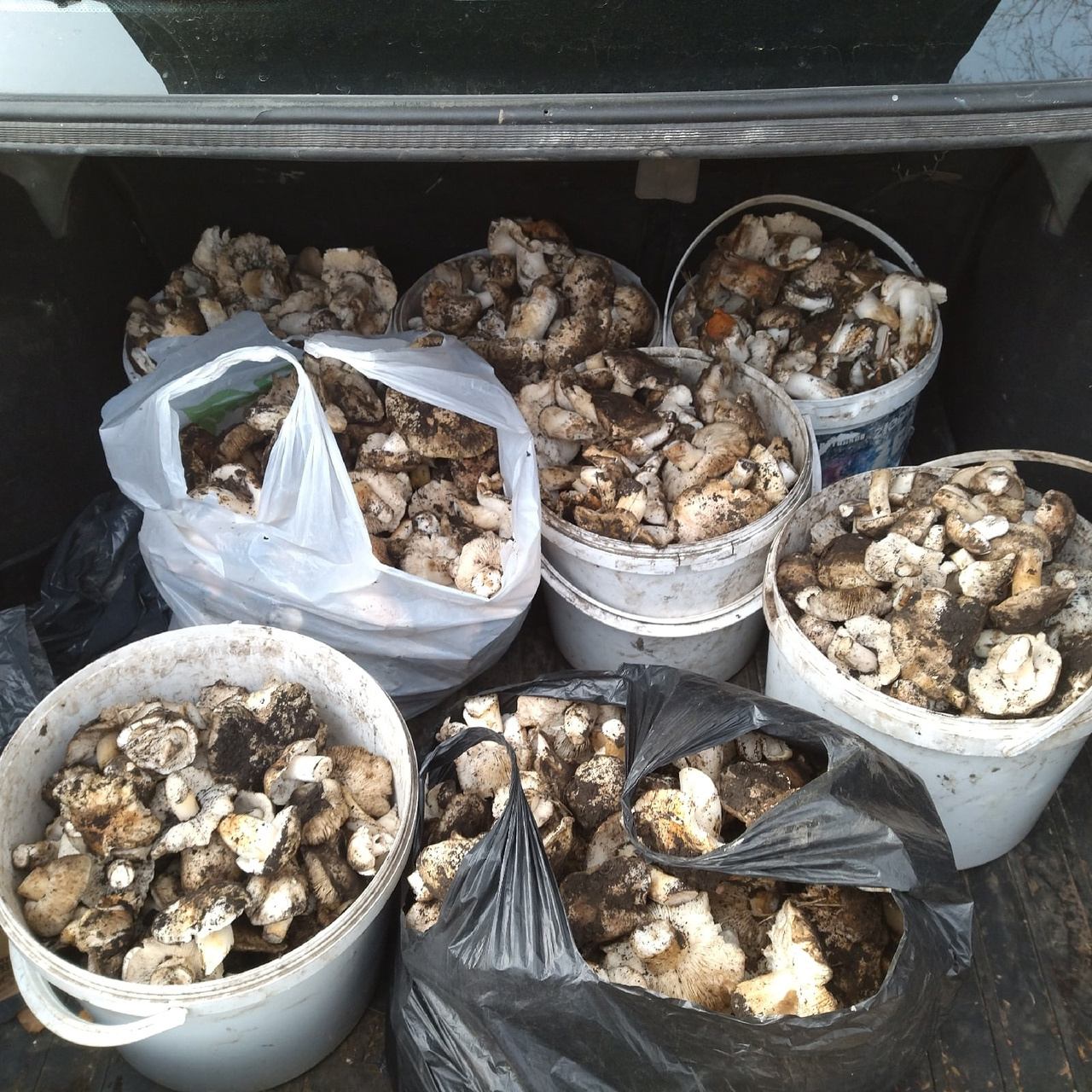 Крымские грибы в октябре