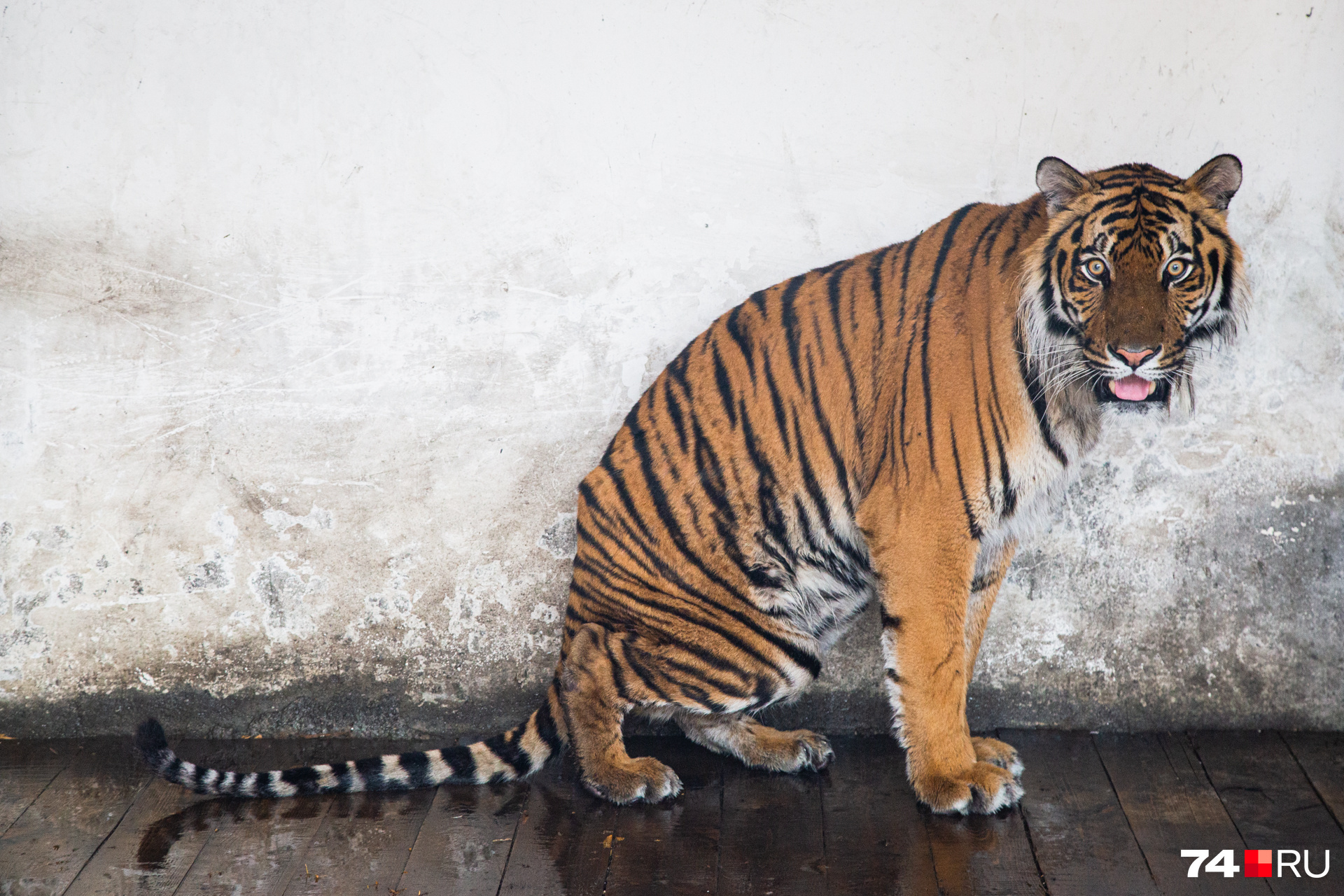 Гектора отправят в уссурийскую тайгу — в привычный ареал обитания амурских тигров