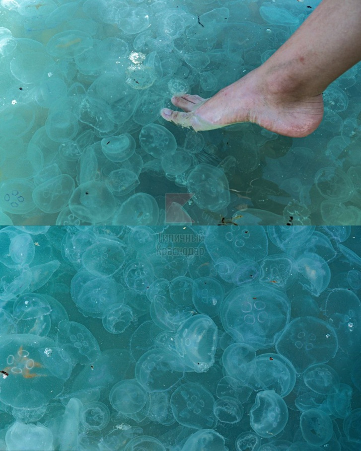 Сотни медуз у берега. Отдыхающие говорят, что на глубине ситуация не лучше