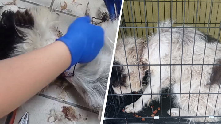 «Ветеринары были в шоке от увиденного». На Урале спасли пса, которого пытались задушить тросом