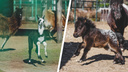 Объясните свою маленькость: в Ярославском зоопарке родились мини-лошадка и лама. Милый фоторепортаж