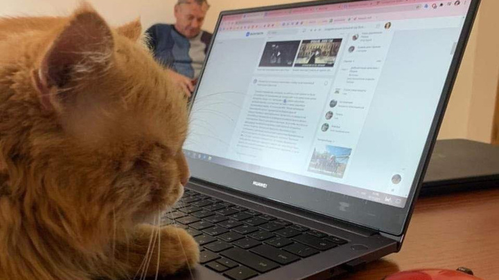 Рыжий кот Кузя получил новое поручение от депутата Госдумы из Нижнего Новгорода