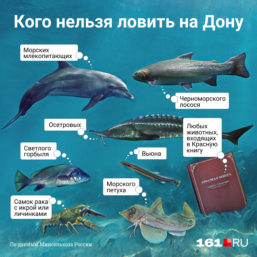 Почему нельзя ловить рыбу. Какую рыбу запрещено ловить. Где нельзя рыбачить. Рыба которую нельзя ловить. Краснокнижная рыба на Дону в Ростовской области.